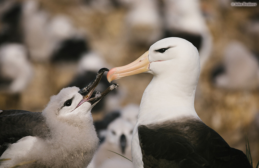 Antarctic_2020_11_Abenteuer und Wildtiere